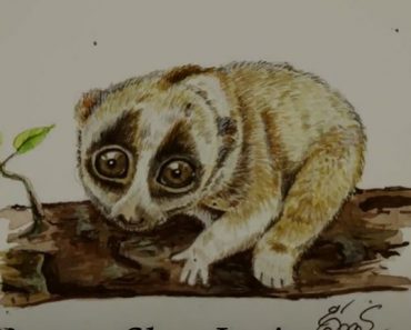 How to Draw a Slow Loris