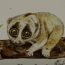 How to Draw a Slow Loris