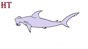 HAMMERHEAD SHARK Drawing