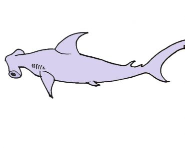 How to draw a Hammerhead shark