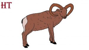 How to Draw a Bighorn Sheep