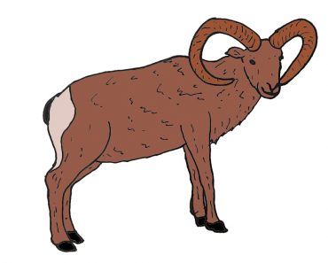 How to Draw a Bighorn Sheep Step by Step