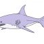 How to Draw a Great White Shark Easy Step by Step