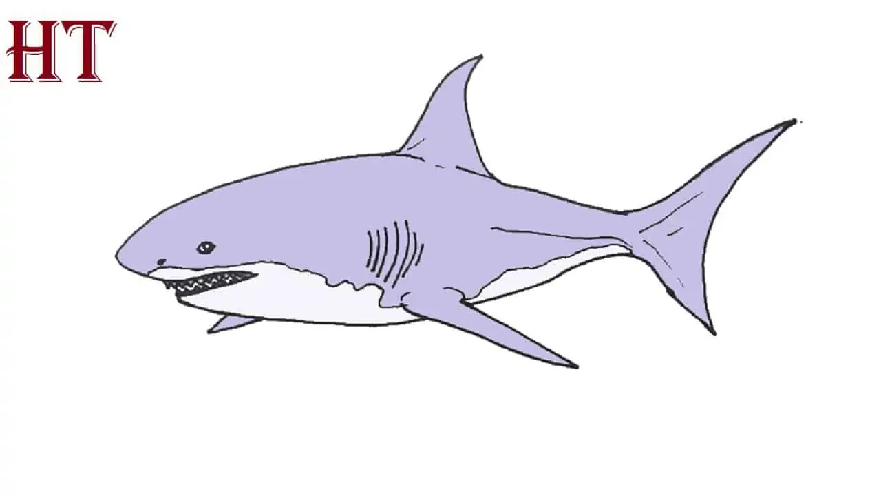 How to Draw a Great White Shark