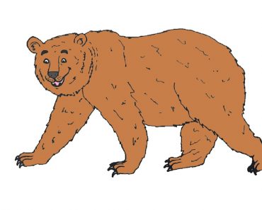 How to Draw a Grizzly Bear Step by Step