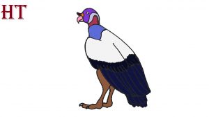 How to Draw a King Vulture