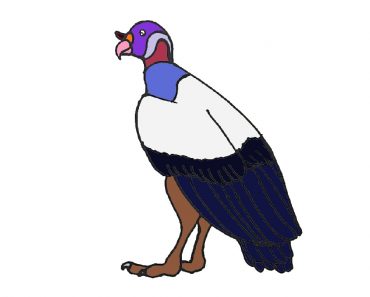 How to Draw a King Vulture Step by Step