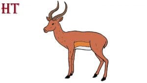How to Draw an Impala