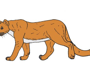 How to Draw a Mountain Lion Easy Step by Step