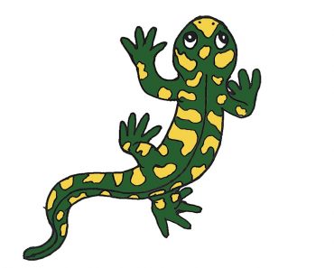 How to Draw a Salamander Step by Step
