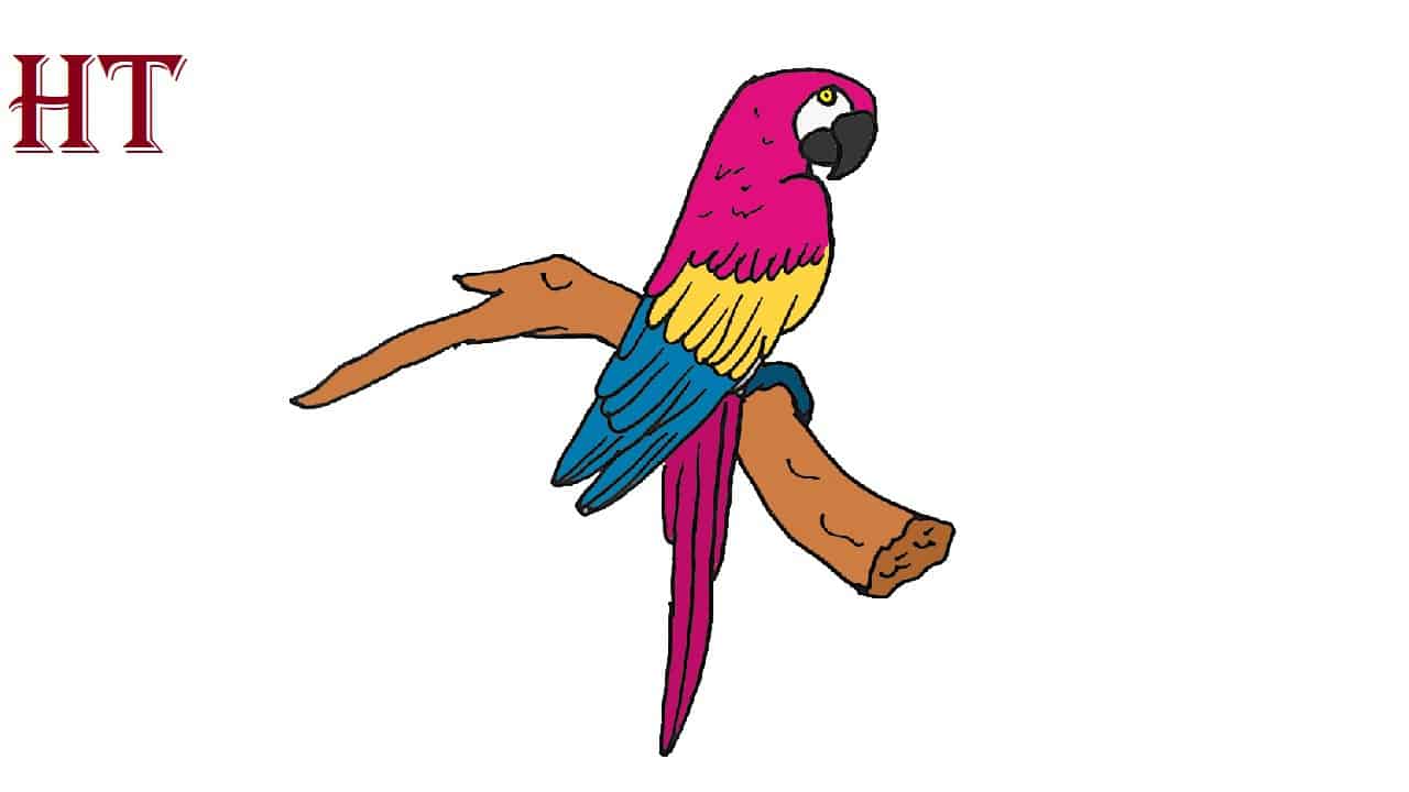 How to Draw a Parrot step by step – Easy Animals 2 Draw-saigonsouth.com.vn