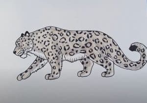 How to Draw a Snow Leopard Easy Step by Step