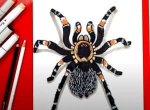 How to Draw a Tarantula Step by Step