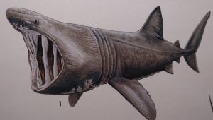 How to Draw a Basking Shark