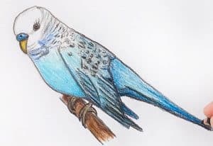 How to Draw a Budgie
