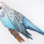 How to Draw a Budgie Step by Step