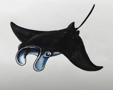 How to Draw a Manta Ray Step by Step