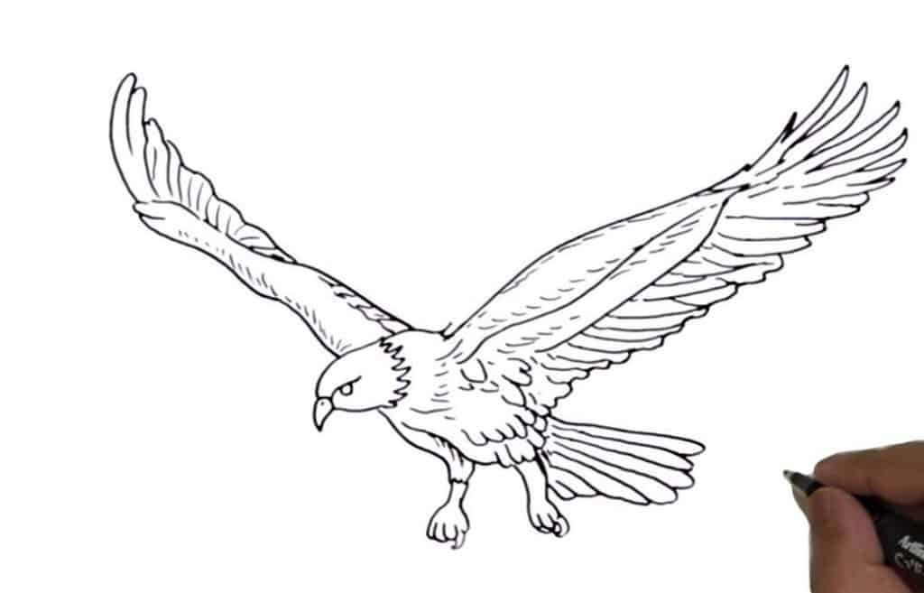 How to Draw a Mexican Eagle Step by Step