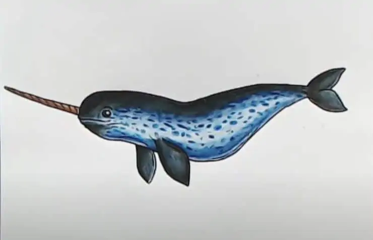 How to Draw a Narwhal