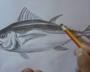How to Draw a Roach Fish Step by Step