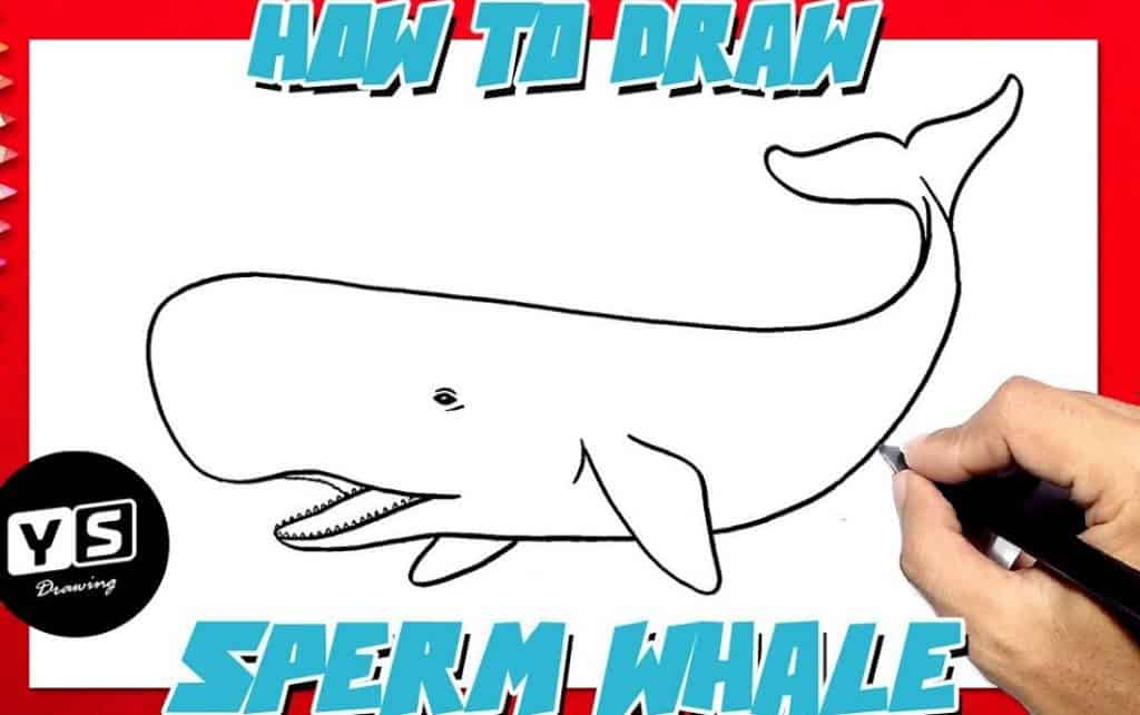 How to Draw a Sperm Whale Step by Step