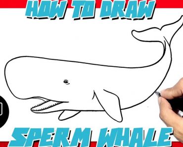 How to Draw a Sperm Whale Step by Step
