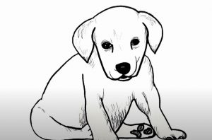 How to draw a labrador dog