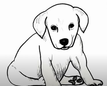 How to draw a labrador dog