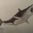 How to draw a megalodon shark