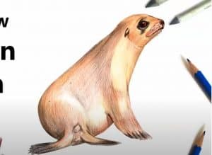 How to draw a sea lion