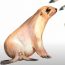 How to draw a sea lion step by step