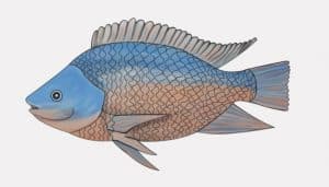 how to draw a tilapia fish