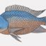 How to draw a Tilapia Fish Step by Step
