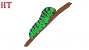 How To Draw A Caterpillar