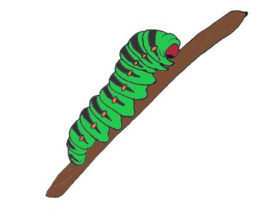 Caterpillar Drawing easy Step by Step