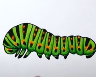 How To Draw A Caterpillar Step by Step