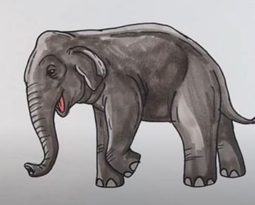 How to Draw a Asian Elephant
