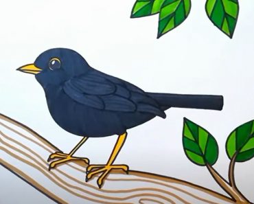 How to Draw a Blackbird Step by Step