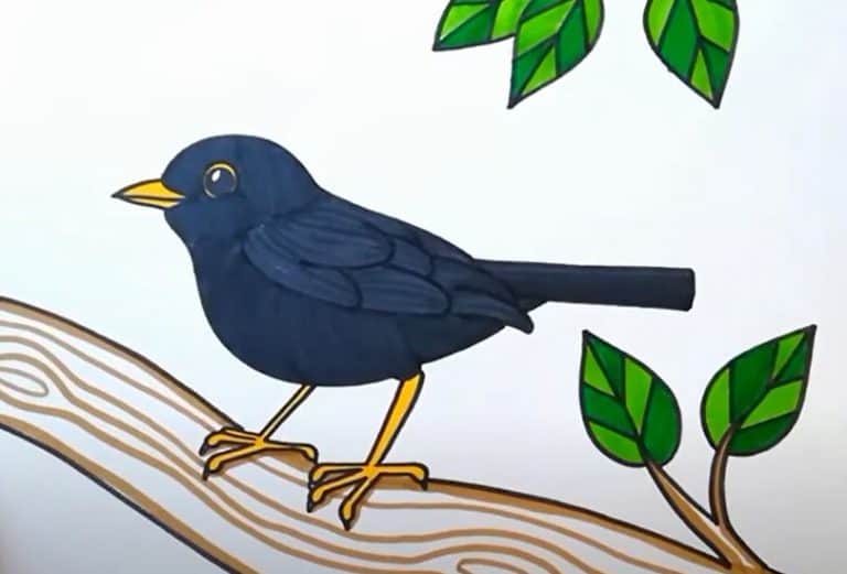 How to Draw a Blackbird Step by Step