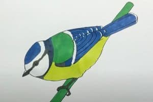 How to Draw a Blue Tit