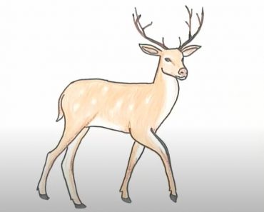How to Draw a Buck Deer Step by Step