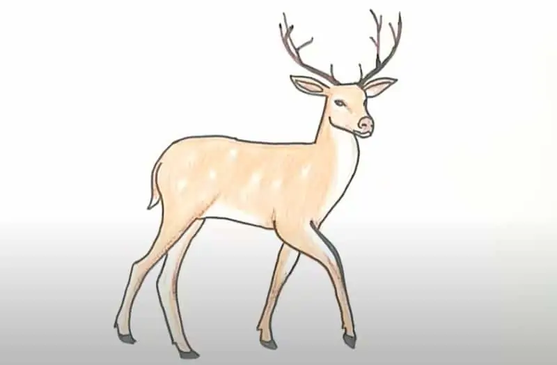 How to Draw a Buck Deer
