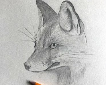 How To Draw A Fox Head Step by Step