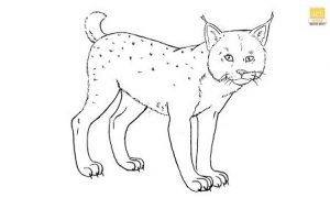 How to draw a Lynx