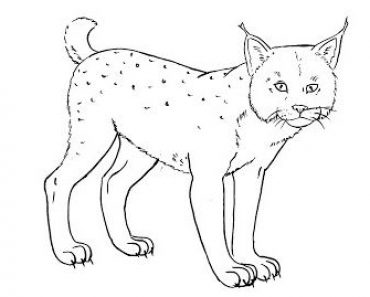 How to draw a Lynx Step by Step