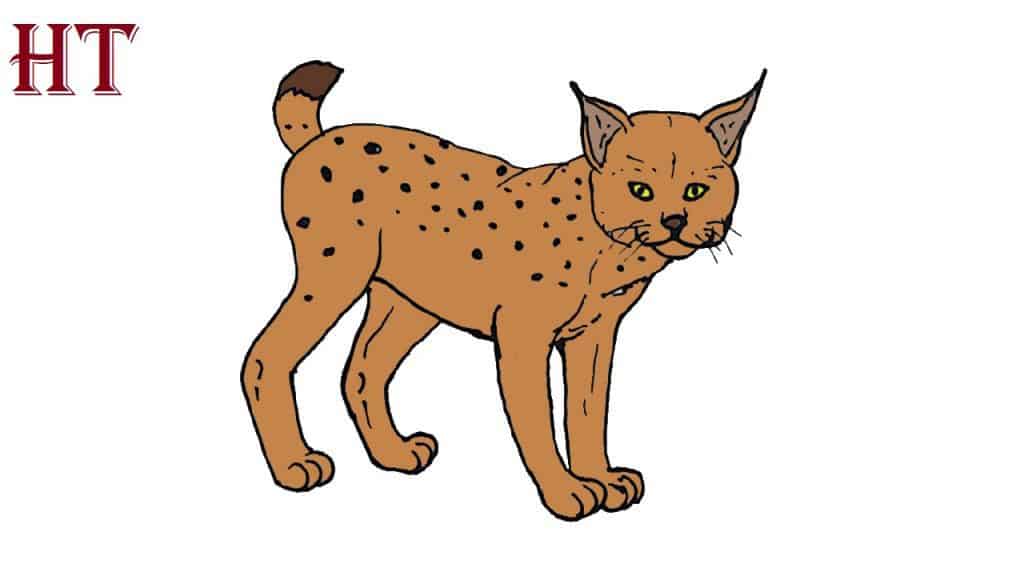 Lynx Drawing