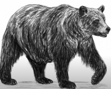 Bear Drawing easy Step by step