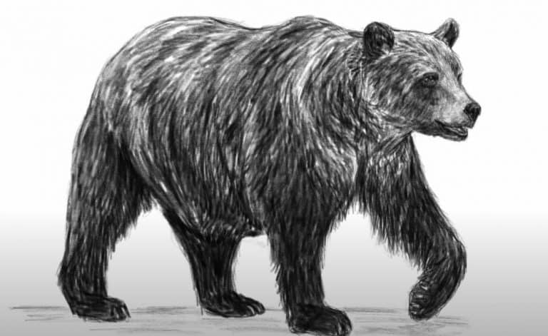 Bear Drawing easy Step by step