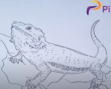 How To Draw A Bearded Dragon Step by Step
