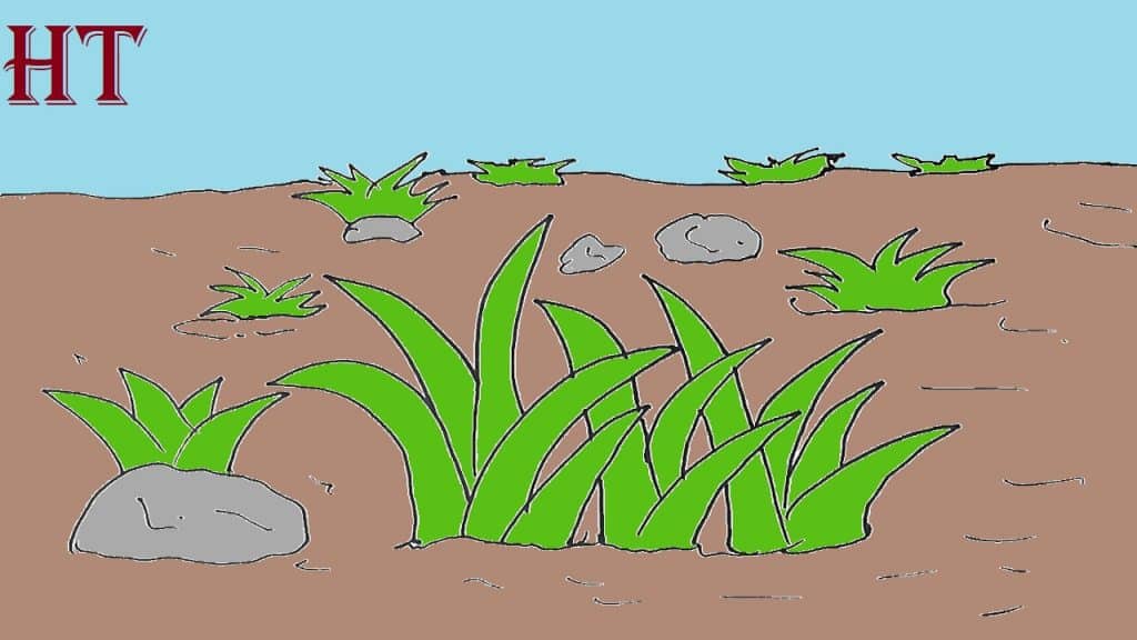 How To Draw Grass